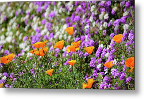 Nature Metal Print featuring the photograph California Poppies and Latana Blossoms by Brian Tada