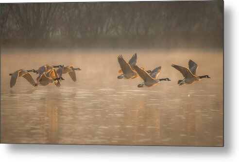 Blue Ridge Parkway Metal Print featuring the photograph Canada Geese on a Foggy Morning by Robert J Wagner