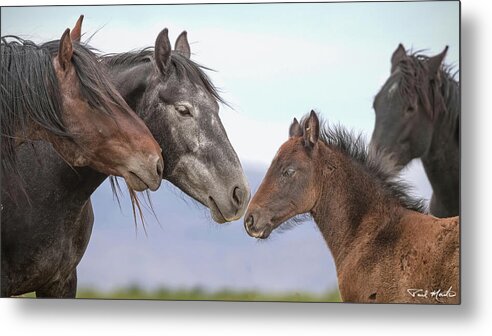 Stallion Metal Print featuring the photograph Center of Attention. by Paul Martin