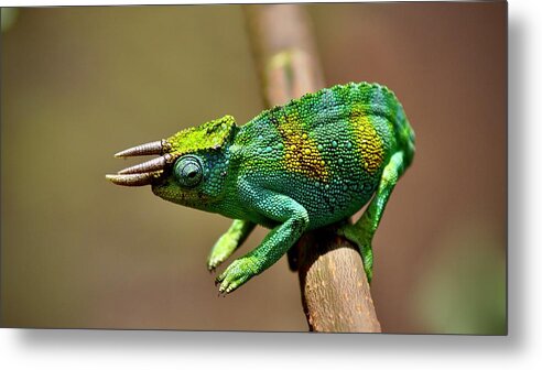 Chameleon Metal Print featuring the photograph Chameleon Close-Up by Matti Barthel