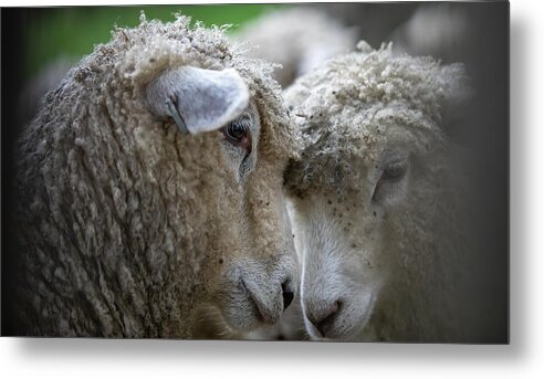 Sheep Metal Print featuring the pyrography Close by Lara Morrison
