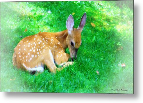 Nature Wildlife Fawn Metal Print featuring the photograph Cozy Fawn by Mary Walchuck
