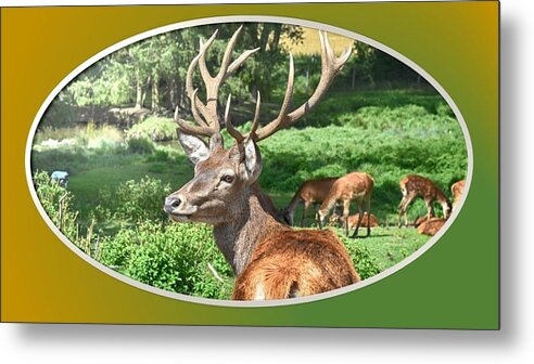 Deer Metal Print featuring the photograph Deer with Antlers by Nancy Ayanna Wyatt