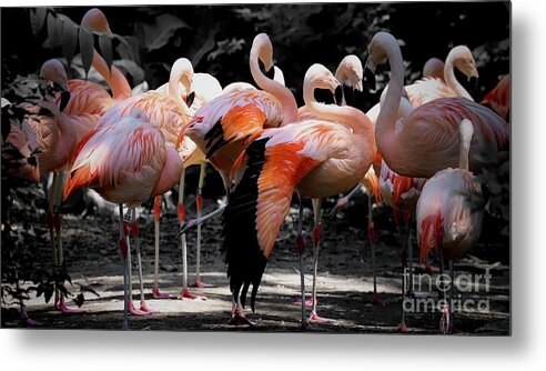 Flamingo Metal Print featuring the photograph Denver Zoo Flamingo by Veronica Batterson