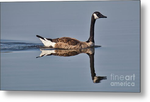 Canadian Goose Metal Print featuring the photograph Double vision by Kelly Pennington