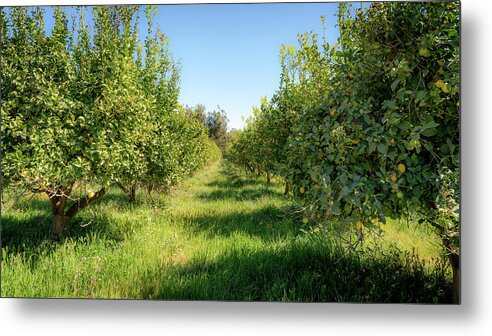 Lemon Trees Metal Print featuring the photograph Dreamy Lemon Afternoon by Mike-Hope