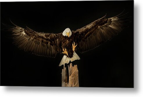 Accipitridae Metal Print featuring the photograph Eagle Wingspread by CR Courson