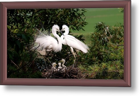 Egret Metal Print featuring the photograph Egret Family by Nancy Ayanna Wyatt