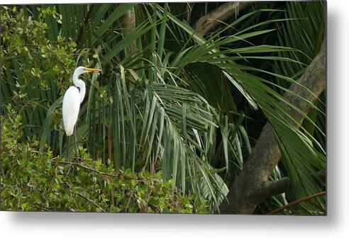 Egret Metal Print featuring the photograph Egret in the jungle by Robert Bociaga