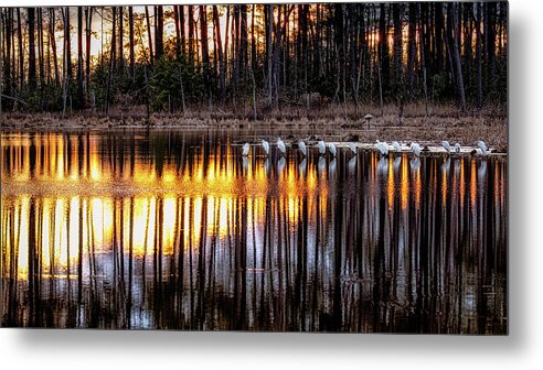 Blackwater Wildlife Refuge Metal Print featuring the photograph Egrets at Sunset by C Renee Martin