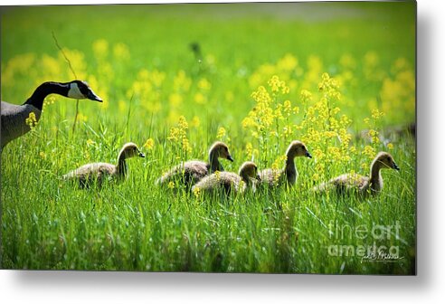 Geese Metal Print featuring the photograph Enjoying the Early Morning Sun - Canadian Geese by Jan Mulherin