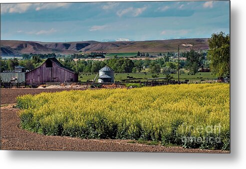 Nature Metal Print featuring the photograph Farming Rapeseed by Robert Bales
