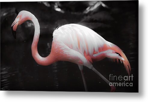 Flamingo Metal Print featuring the photograph Feathers by Veronica Batterson