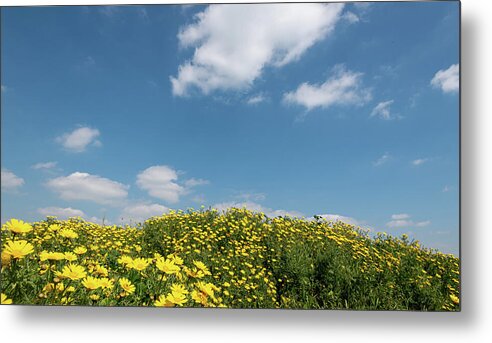 Flower Field Metal Print featuring the photograph Field with yellow marguerite daisy blooming flowers against and blue cloudy sky. Spring landscape nature background by Michalakis Ppalis