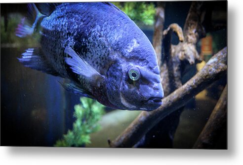 Fish Metal Print featuring the photograph Fish at Newport Aquarium by Jeremy Lankford