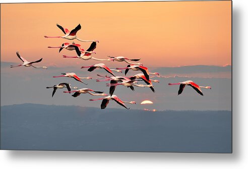 Tranquility Metal Print featuring the photograph Flamingos In Flight by Edoardogobattoni.net