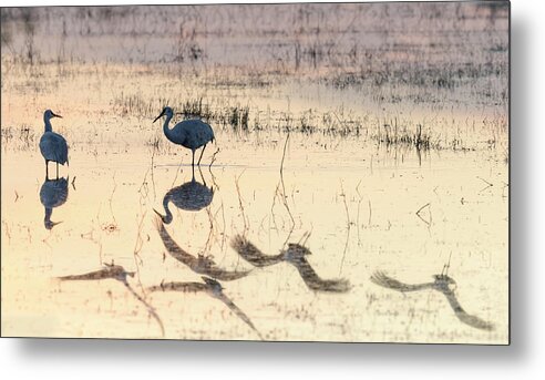 Bosque Del Apache Metal Print featuring the photograph Fly By by Maresa Pryor-Luzier