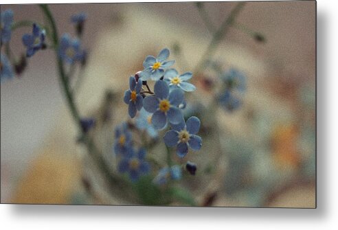 Summer Metal Print featuring the photograph Forget-me-not by Elena Sliusar