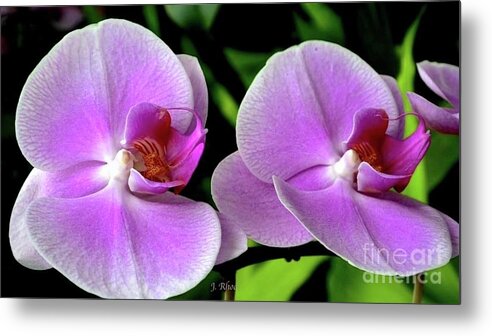 Art Metal Print featuring the photograph Fuchsia Pink Orchids by Jeannie Rhode