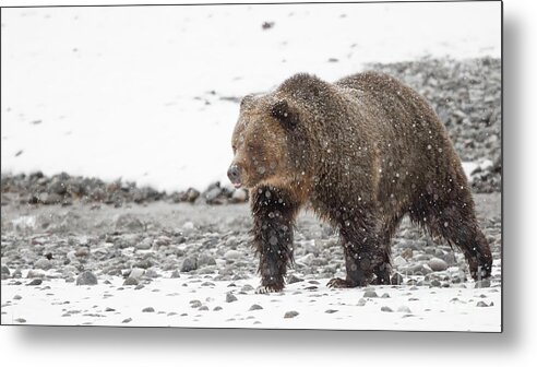 Grizzly Metal Print featuring the photograph Grizzly Bear in snow by Rehna George