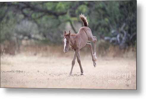 Cute Foal Metal Print featuring the photograph Happy Dance by Shannon Hastings