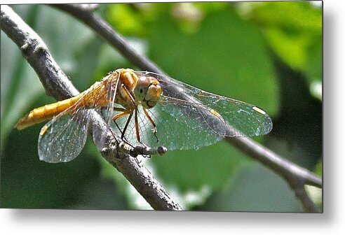 Insect Metal Print featuring the photograph Happy Dragonfly by Carol Jorgensen