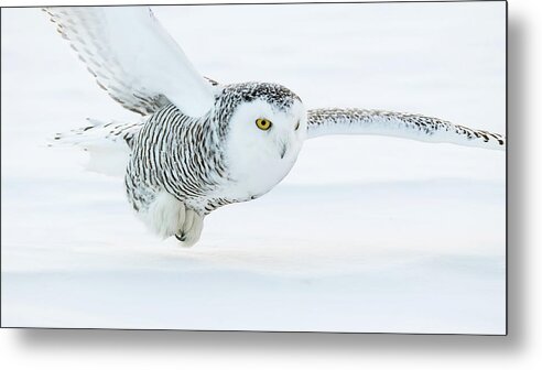 Owls Metal Print featuring the photograph Honed In by CR Courson