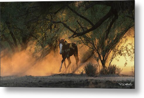 Stallion Metal Print featuring the photograph Into the Forest. by Paul Martin