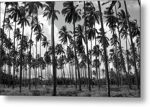 Palms Metal Print featuring the photograph Island Forest by Tony Spencer