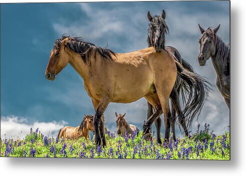 Wild Horses Metal Print featuring the photograph Kings of the Mountain by Marcy Wielfaert