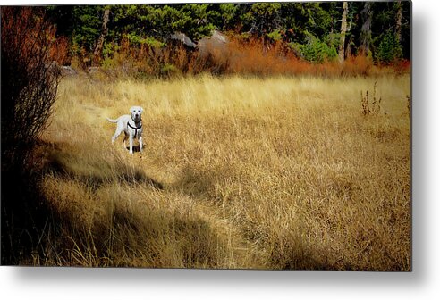 Labrador Metal Print featuring the photograph Lab in the grass by Waterdancer