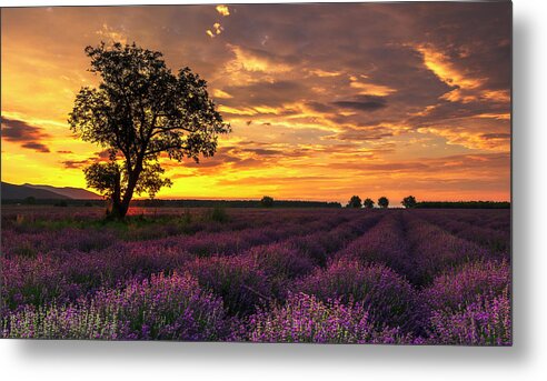Bulgaria Metal Print featuring the photograph Lavender Sunrise by Evgeni Dinev