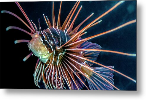 Lionfish Metal Print featuring the photograph Clearfin Lionfish by WAZgriffin Digital