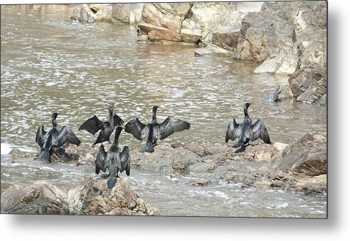 Animals Metal Print featuring the photograph Little Black Cormorants Drying Their Wings by Maryse Jansen