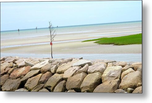 Cape Cod Beach Metal Print featuring the photograph Lone Tree On Beac by Sue Morris