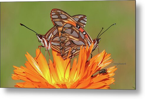 Butterflies Metal Print featuring the photograph Love Is In The Air by Nancy Denmark