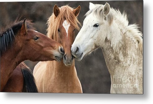 Stallions Metal Print featuring the photograph Love Not War by Shannon Hastings