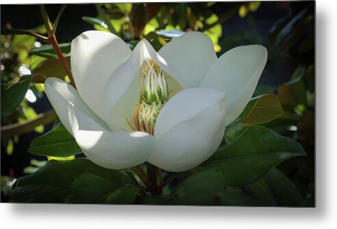 Majestic Metal Print featuring the photograph Majestic Magnolia Opening by D Lee
