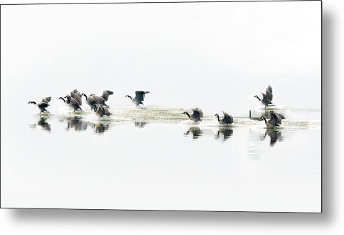 Birds Metal Print featuring the photograph Migration by Don Mennig