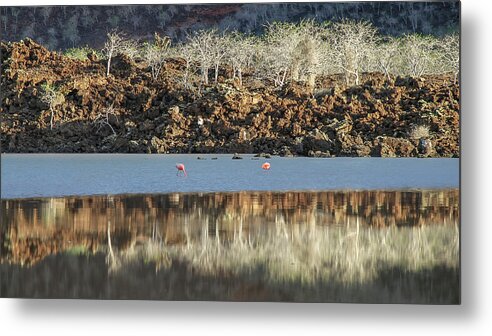Animals In The Wild Metal Print featuring the photograph Minimalist reflection on Flaming lagoon by Henri Leduc