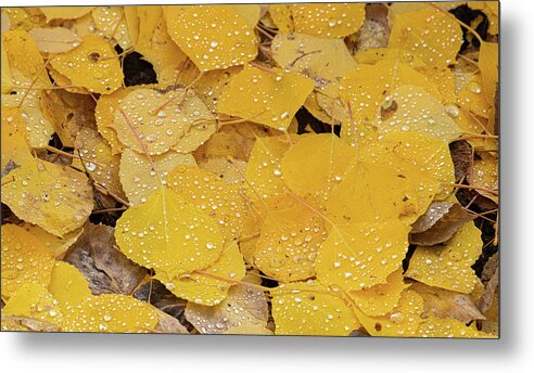 Colorado Metal Print featuring the photograph Misted Aspen Leaves by David Downs