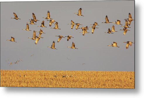 Sandhill Cranes Metal Print featuring the photograph Morning Flight by Susan Rissi Tregoning