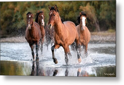 Stallion Metal Print featuring the photograph Morning Scamper. by Paul Martin