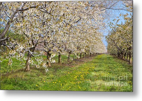 7th Ave Metal Print featuring the photograph Niagara's Blossom Trail - Jordan by Marilyn Cornwell