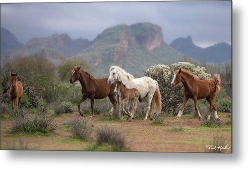 Stallion Metal Print featuring the photograph On the Move. by Paul Martin