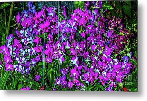 Orchid Metal Print featuring the photograph Orchid Gardens by D Davila