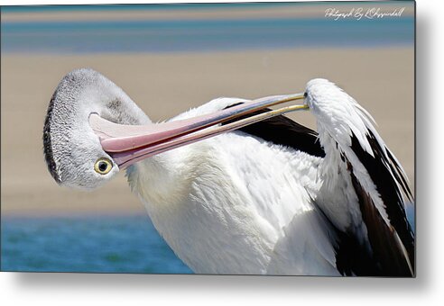 Australian Pelican Metal Print featuring the digital art Pelican care 027 by Kevin Chippindall