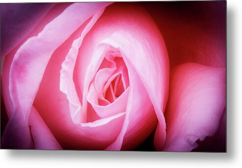 Pink Rose Metal Print featuring the photograph Pink Rose by David Morehead