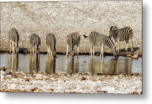 Zebra Metal Print featuring the photograph Plains Zebras at the Waterhole by Belinda Greb