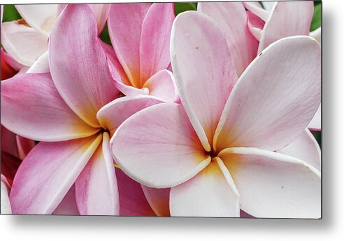 Flowers Metal Print featuring the photograph Plumeria Party by Tony Spencer